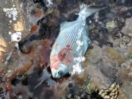 グレ5匹・・・・