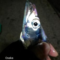 南港フェリーヘチ釣り (タチウオ釣り F4~F3 96cm!! 釣果有り)