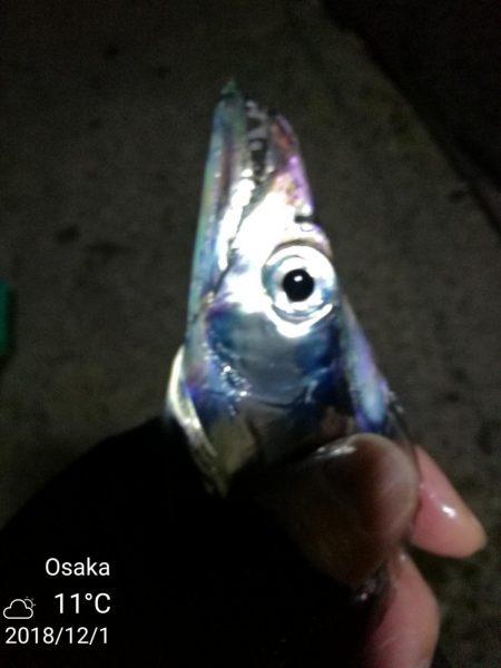 南港フェリーヘチ釣り (タチウオ釣り F4~F3 96cm!! 釣果有り)