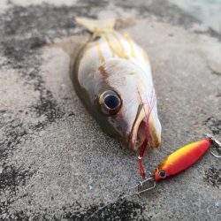 夕方は即バイト　ニセクロホシ