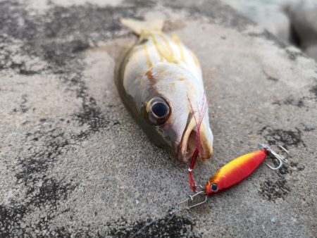 夕方は即バイト　ニセクロホシ