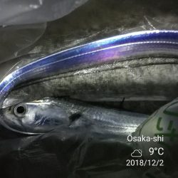 南港カモメ大橋 釣行 （渋かった～タチウオ釣り、F3釣果）