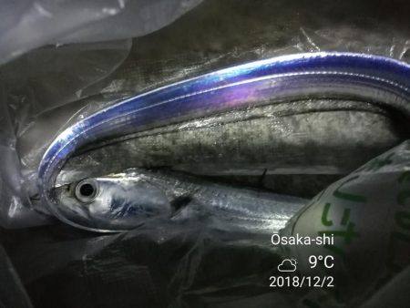 南港カモメ大橋 釣行 （渋かった～タチウオ釣り、F3釣果）