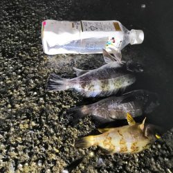 カレイ、メバル