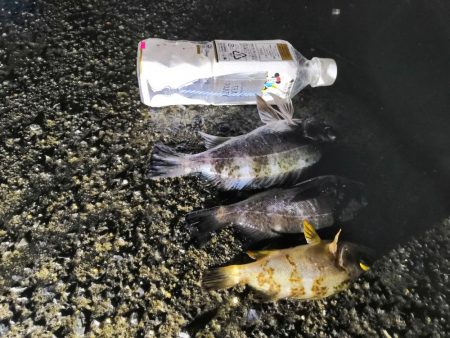 カレイ、メバル