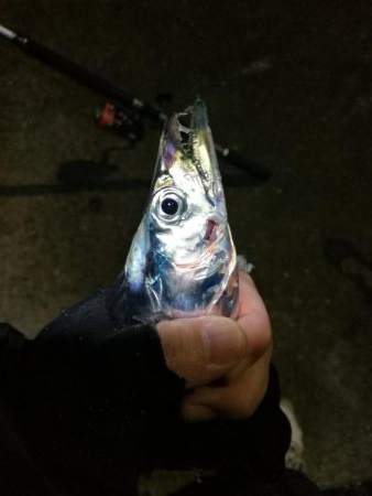 南港フェリーヘチ釣り （タチウオ釣り ２本…