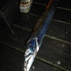 シーサイドでタチウオF5!