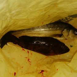 爆風メバリング