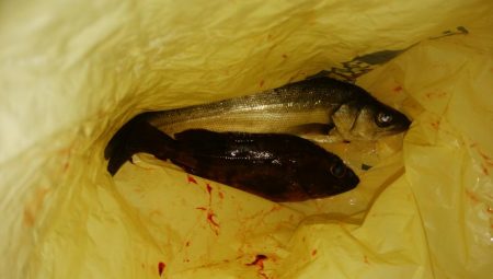 爆風メバリング