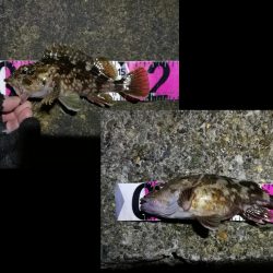 南港カモメ大橋ヘチ釣行 （ガシラ、ハゼ、小シーバス　釣果有り）