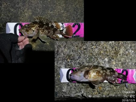 南港カモメ大橋ヘチ釣行 （ガシラ、ハゼ、小シーバス　釣果有り）