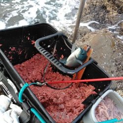 コッパ入れ食い・