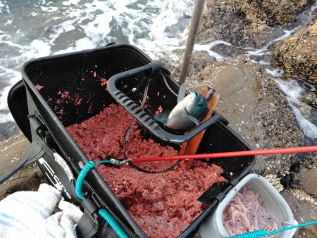 コッパ入れ食い・