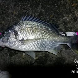 南港フェリーヘチ釣り (好釣果!キビレチヌ:46cm、42cm、41cm,黒メバル 釣果有り)