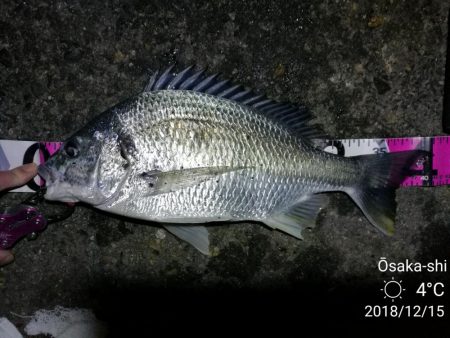 南港フェリーヘチ釣り （好釣果！キビレチヌ…