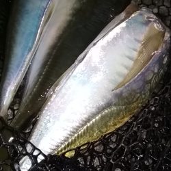 寒くても釣れまっせ!