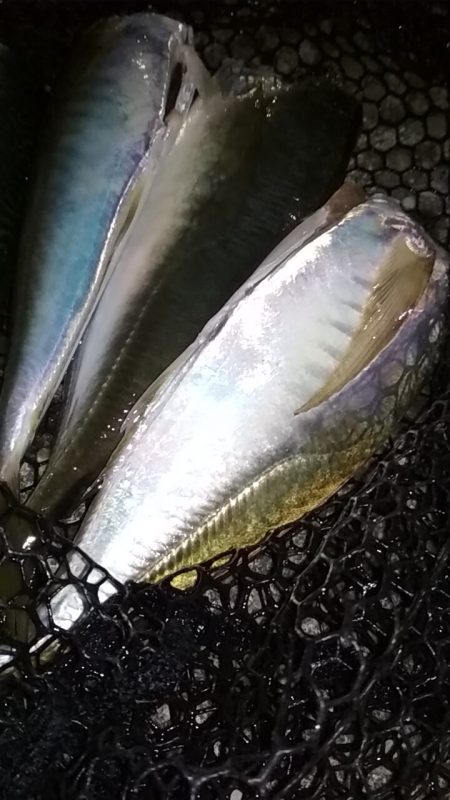 寒くても釣れまっせ!