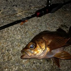 極寒メバリング