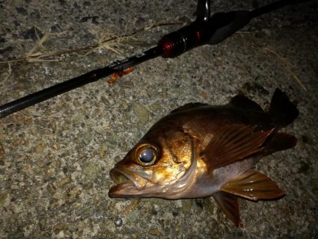 極寒メバリング