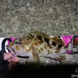 南港フェリーヘチ釣り （続好釣果！キビレチヌ:49cm！と35cm，ガシラ 釣果有り）