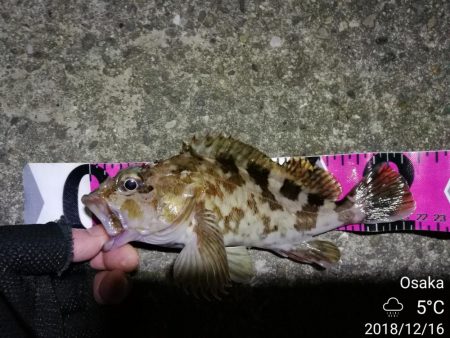 南港フェリーヘチ釣り （続好釣果！キビレチヌ:49cm！と35cm，ガシラ 釣果有り）