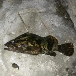 night&dayアジング