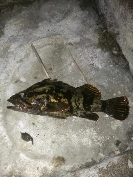 night&dayアジング