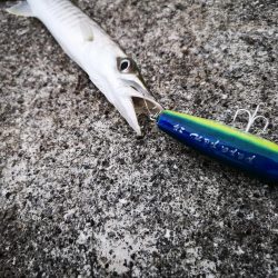 早朝の沖縄！長い魚だけヒットです。