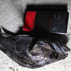 夜釣り〜朝まずめまで