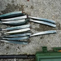 たびたびサヨリ～