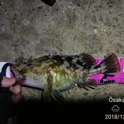 南港カモメ大橋ヘチ釣行 （霧雨降るかもめで ガシラ、ハゼ、シーバス　釣果有り）