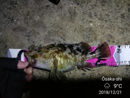 南港カモメ大橋ヘチ釣行 （霧雨降るかもめで ガシラ、ハゼ、シーバス　釣果有り）