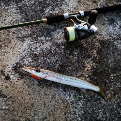 青物は釣れなくなり、長いのは高活性