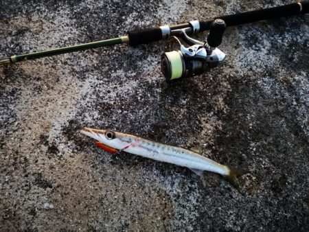 青物は釣れなくなり、長いのは高活性