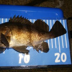 小雨メバリング