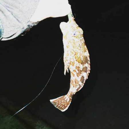 中紀ライトゲーム