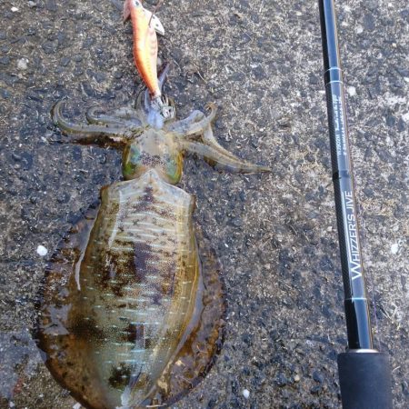 第11回エギバトル参加