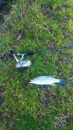 クリスマス家族サービス？