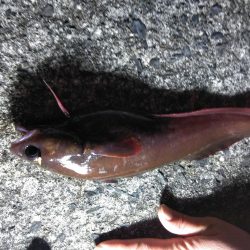 ドンコパーティー