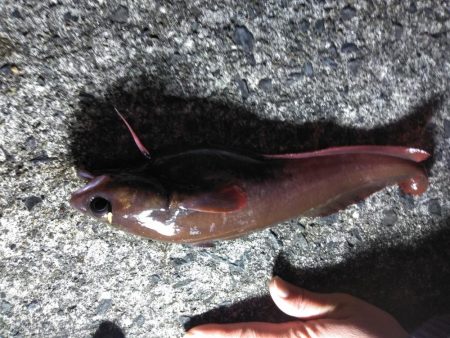 ドンコパーティー