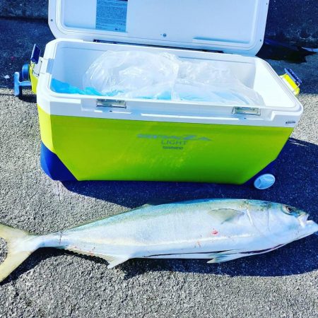 今年最後のブリ