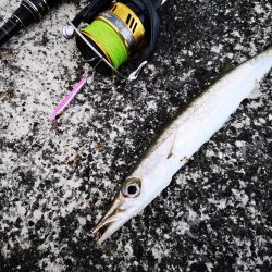 ４日ぶりに雨は上がり長いの釣れました