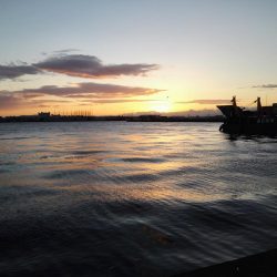 まだまだタチウオ居てますね