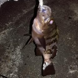 ロックフィッシング