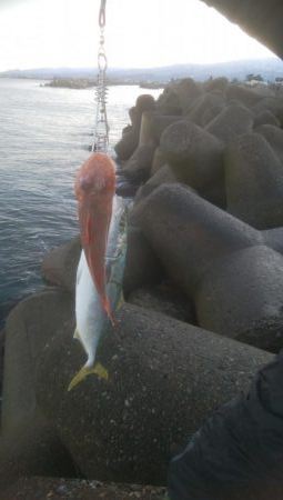 元旦釣行行きましたー