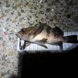 メバルシーズンインを確認！