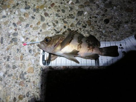 メバルシーズンインを確認！