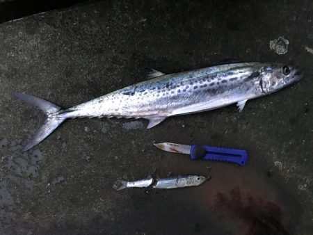 サゴシだけでも嬉しい