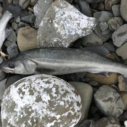 初めてのスズキ