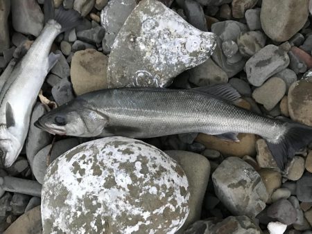 初めてのスズキ